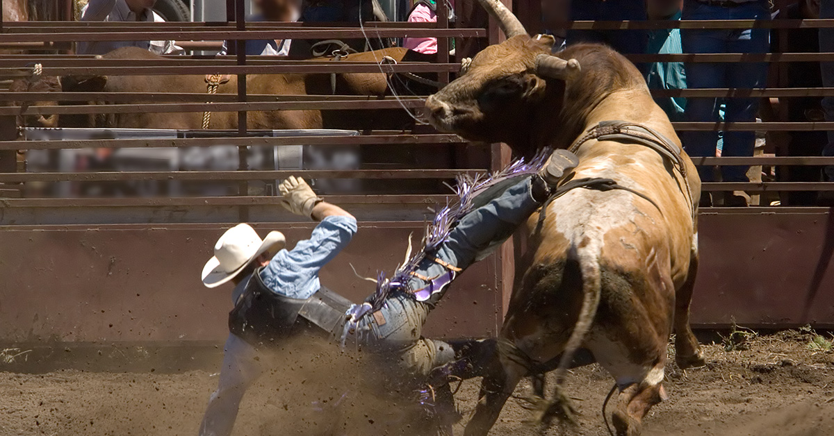 bull riding