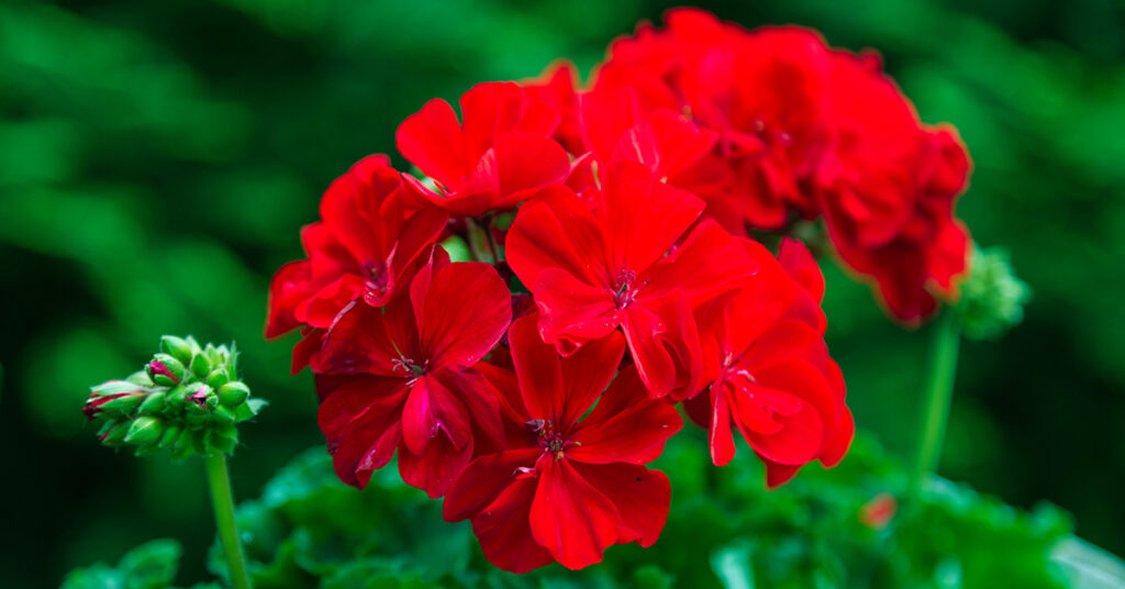 geraniums