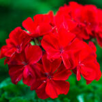 geraniums