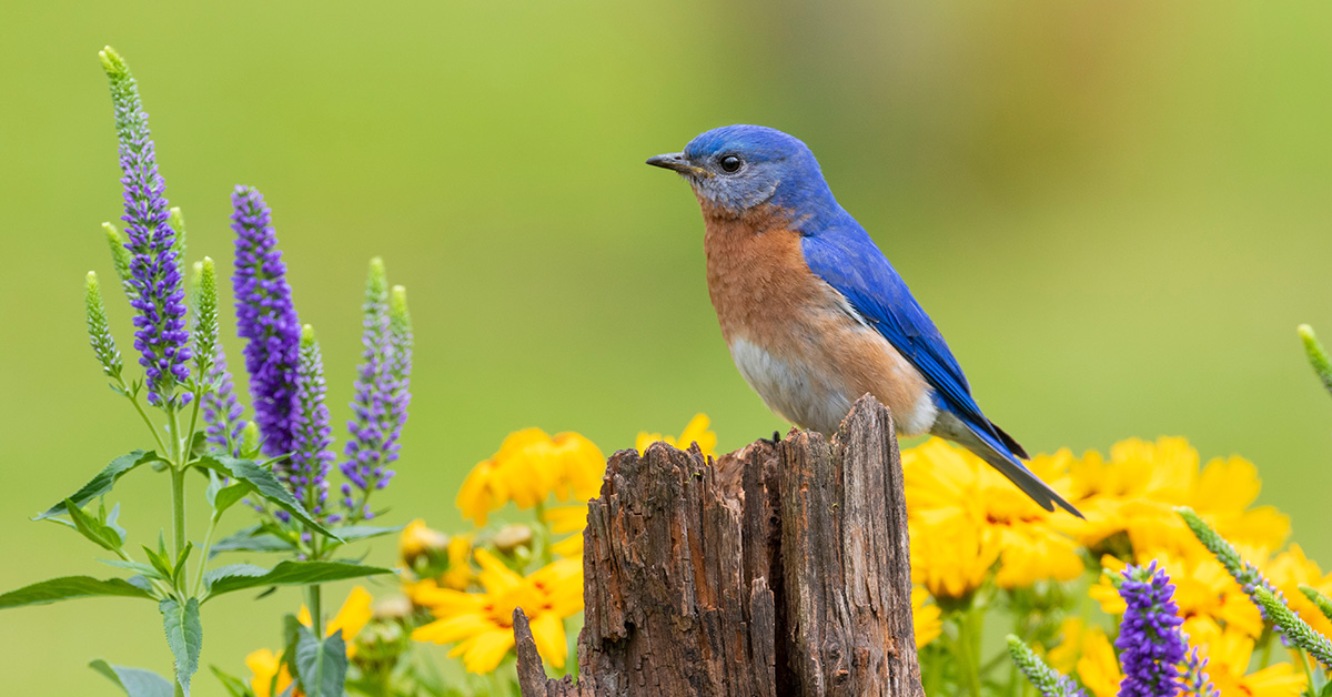 Eastern Bluebird