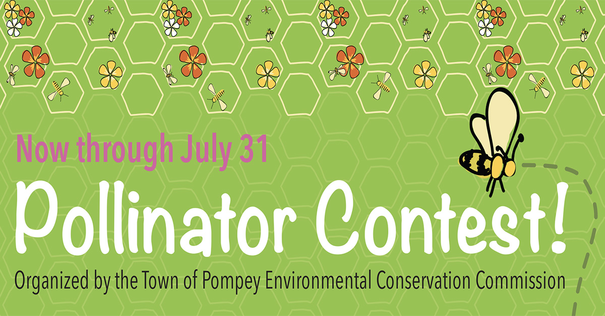 pollinator contest